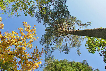 Blick in die Baumkrone nach oben. Schöne Herbstfärbung der Laubblätter