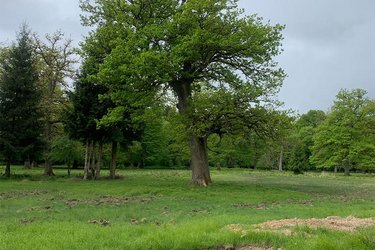 Ein Baum auf einer Wiese