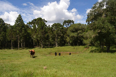 Rinder auf einer Weide im Wald