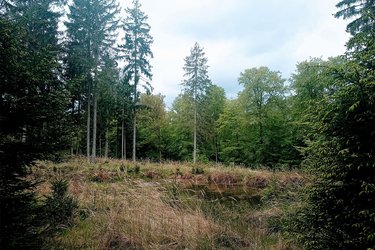 Blick auf einen moorigen Wald