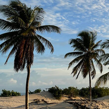 Blick auf Palmen im Sand.
