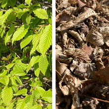 Fotocollage: Grüne Hainbuchenblätter am Baum. Braune, trockene Blätter am Boden.