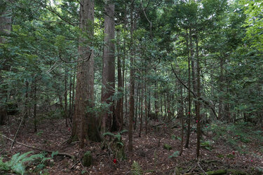 Blick in einen Waldbestand mit markierten Versuchsbäumen