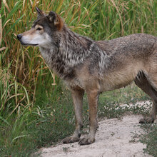 Ein Wolf steht auf einem Weg