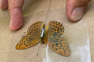 Schmetterling mit Sender