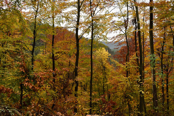 Blick in einen im Herbst gefärbten Wald
