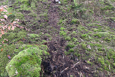 Ein mittels Motorhacke frisch angelegter Weißtannensaatstreifen