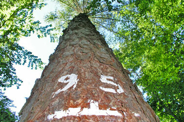 Baum auf Waldbauversuchsfläche nach oben in die Krone fotografiert 