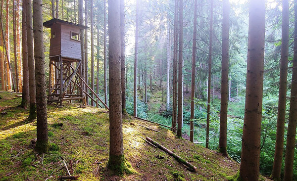 Hochsitz im Wald