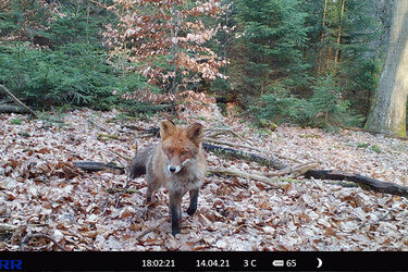 Fuchs