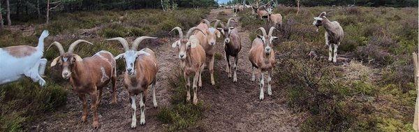 Eine Ziegenherde steht auf einem Weg