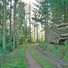 Waldweg