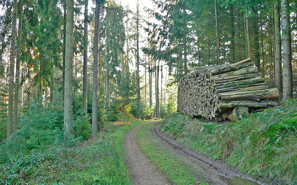 Stadtwälder – hohe Anforderungen an die Kommunikation Waldweg