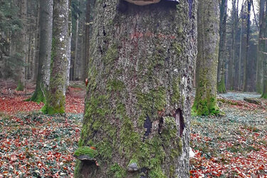 Ein Baum im Wald mit Baumpilzen