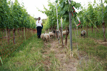 Schafe weiden im Weinberg. Eine Frau steht daneben