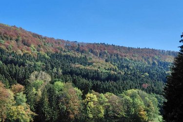Blick auf einen herbstlichen Wald