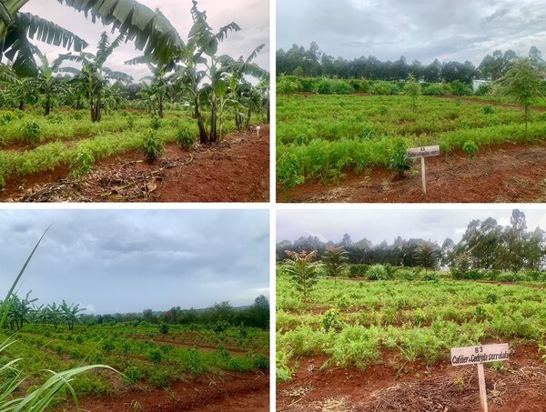 Agroforstliche Versuchsfläche in Gitega im Frühjahr 2024 - Kaffeesträucher in Kombination mit Bananen (oben links), Grevillea robusta (oben rechts) und Cedrela serrulata (unten rechts)