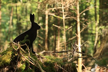 Ein Tiere aus Holz steht im Wald