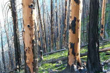 Totholz auf einer ehemaligen Waldbrandfläche