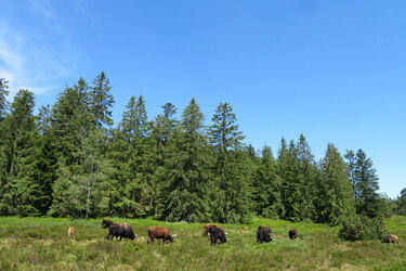 Grindenbeweidung im Nationalpark Schwarzwald mit Heckrindern