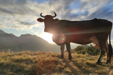 Kuh im Sonnenuntergang in einer Gebirgslandschaft