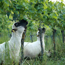 Schafe weiden in einem Weinberg