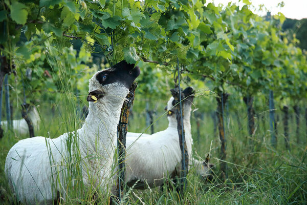 Schafe weiden in einem Weinberg
