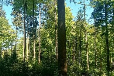 Blick in einen Waldbestand