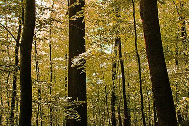 Naturnah bewirtschafteter Buchenwald auf der Schwäbischen Alb 