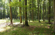 Blick in einen extensiv bewirtschafteter Buchenwald in der Region Hainich-Dün