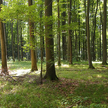 Blick in einen extensiv bewirtschafteter Buchenwald in der Region Hainich-Dün