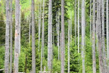 Blick auf stehendes Totholz welches eine Grundlage für die hohe Biodiversität darstellt