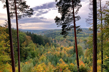 Blick über den bewaldeten Rammert - Herbstfärbung