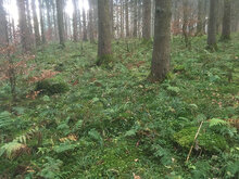 Blick in einen intensiv bewirtschafteter Fichtenwald auf der Schwäbischen Alb