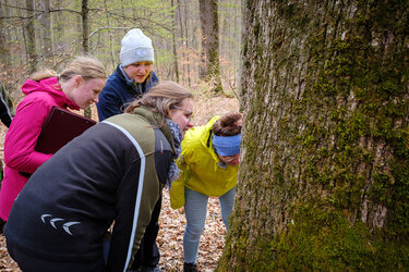 Studierende begutachten den Stamm eines alten Baumes im Wald