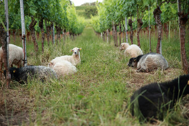 Schafe liegen im Weinberg
