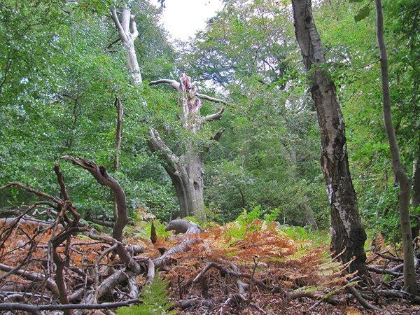 Blick in einen artenreichen Waldbestand mit hohem Totholzanteil