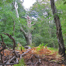 Blick in einen artenreichen Waldbestand mit hohem Totholzanteil
