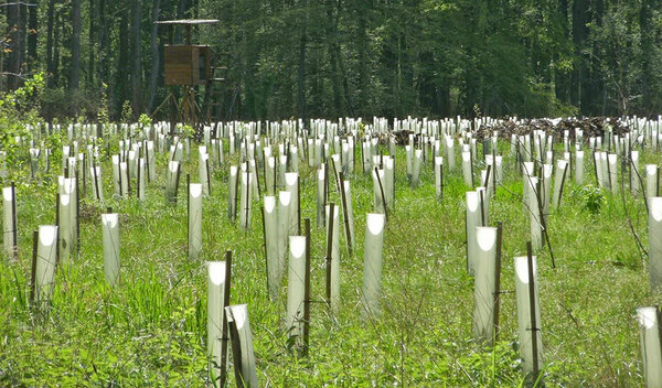 Waldlichtung mit sehr vielen (zu vielen?) Wuchshüllen aus Plastik