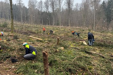 Studierende beim Pflanzen von Bäumen auf einer Freifläche im Wald
