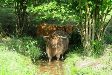 Highland Cattle auf der Weide