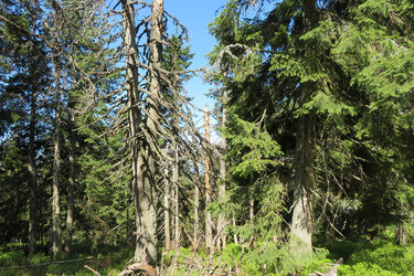 Blick in Europas letzte Urwälder – die Karpaten 