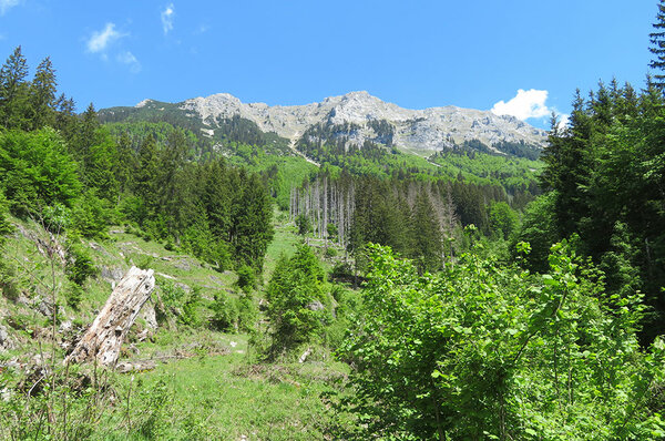 Blick auf einen Bergwald. Im Hintergrund felsige Berggipfel.