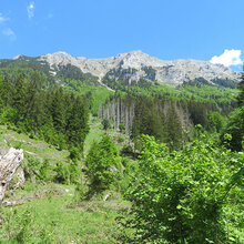 Blick auf einen Bergwald. Im Hintergrund felsige Berggipfel.