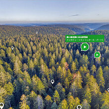 Screenshot der digitalen Plattform zum Thema Plenterwälder