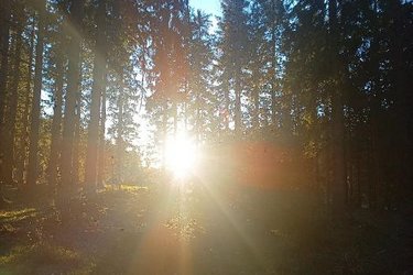 Sonnestrahlen durchfluten einen dunklen Waldbestand