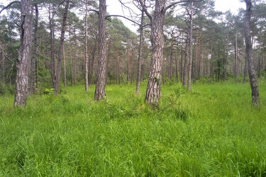 Blick auf eine waldweide mit Kiefern