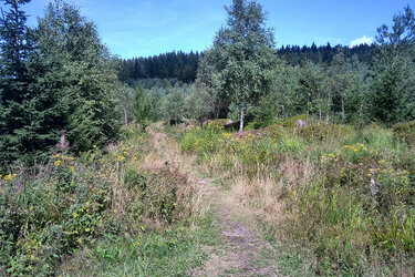 Wanderpfad durch eine Sukzessionsfläche im Schwarzwald