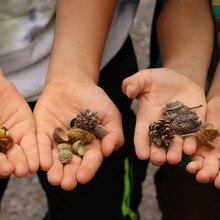 Kinder halten gefundene Eicheln und Zapfen in die Kamera