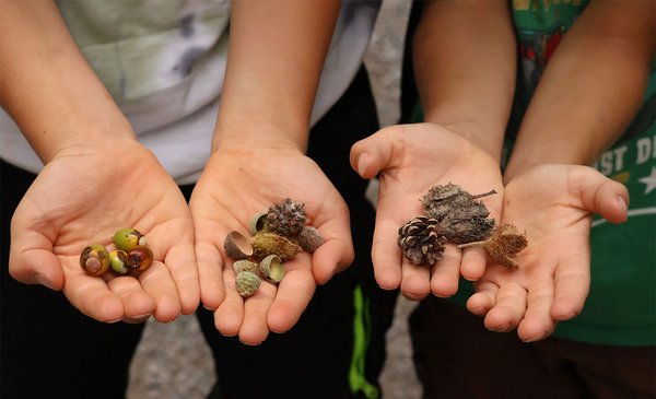 Kinder halten gefundene Eicheln und Zapfen in die Kamera
